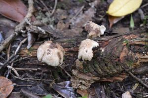Hunting for fungi in Roslin Glen